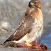 Janet Hawks Photo 29