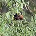 Robin Chestnut Photo 13