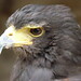 Henry Harris Photo 36