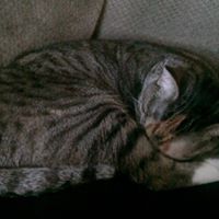 Sadie Harris Photo 34 Sadie Harris Photo 34