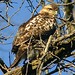 Alice Hawks Photo 14