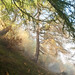 Ray Wallis Photo 22