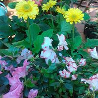 Maria Allen Photo 23