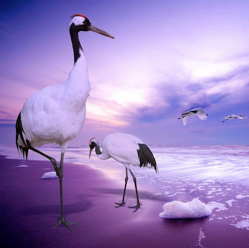 Beena Varghese Photo 14