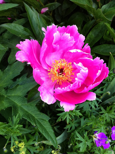 Stephanie Macdonald Photo 25