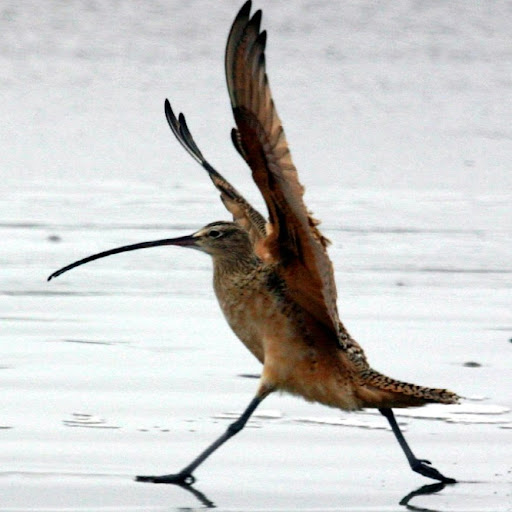 Robert Mayhew Photo 36