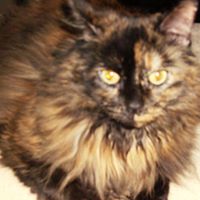 Sherry Harrison Photo 26