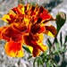 Flor Rocha Photo 27