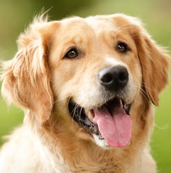 Anita Wolfe Photo 17