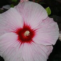 Susan Reinert Photo 12