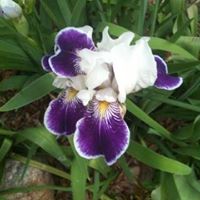 Stacy Hayden Photo 31