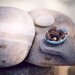 Robin Wolf Photo 4