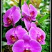 William Phipps Photo 12