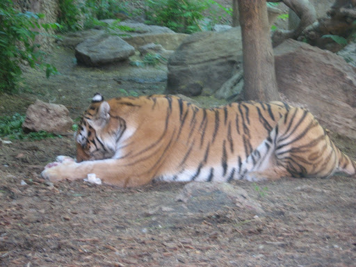 Michelle Delaney Photo 42