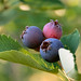 Steven Berry Photo 43