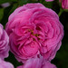 Louise Bloomer Photo 16