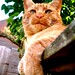 Jerry Angle Photo 14