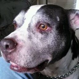 Peter Morin Photo 49