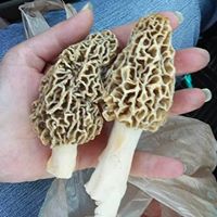 Debbie Simon Photo 14