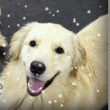 Dawn O'Connor Photo 11