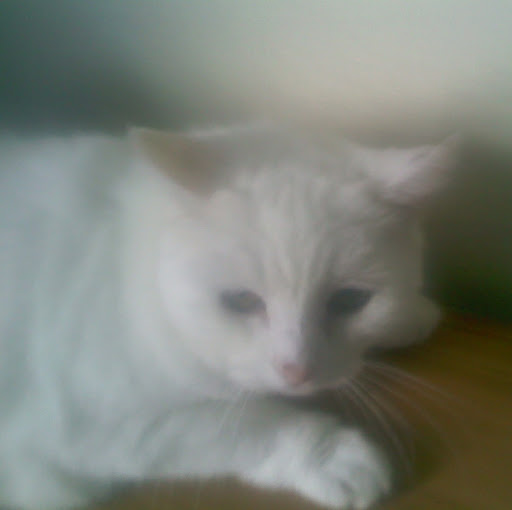 Gordon Macdonald Photo 12