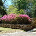 Azalea Stone Photo 6