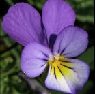 Joan Creighton Photo 5