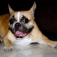 Justin Rodrigues Photo 14