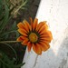 Kazi Ahmed Photo 10