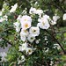 Rose Wheeler Photo 18
