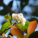 Patricia Elkins Photo 9
