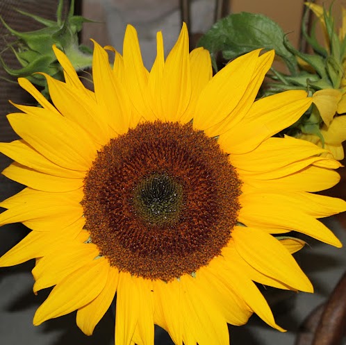 Kathleen Buckley Photo 26