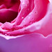 Don Valentine Photo 16