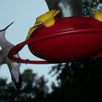 Suzanne Pruitt Photo 4