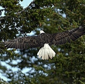 Susan Benton Photo 47