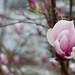 April Bloom Photo 18