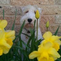 George Holmes Photo 36