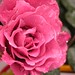 Patricia Staggers Photo 8