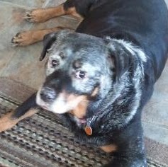 Debbie Stine Photo 3