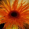 Amy Rust Photo 16