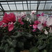 Laura Ott Photo 40