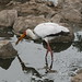Donald Stork Photo 11
