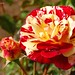 Colleen Matter Photo 15