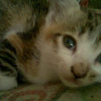 Richie Daniel Photo 10