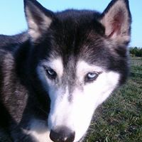 Susan Jefferson Photo 17