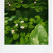 Cynthia Pond Photo 21