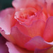 Joyce Rose Photo 25