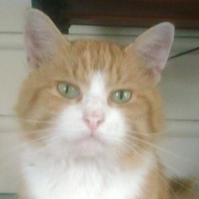 Jose Valdez Photo 26