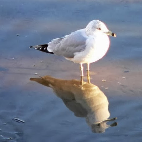 Susan Hayes Photo 25 Susan Hayes Photo 25