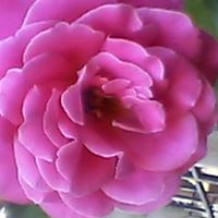 Jennifer Abate Photo 14